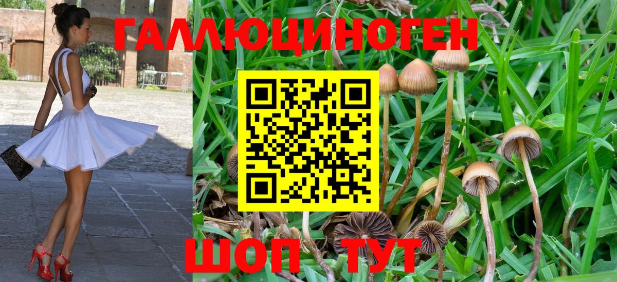 Псилоцибиновые грибы Psilocybine cubensis  Вход с VPN  Кыштым 